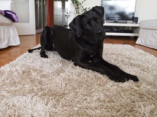 chien tosa inu